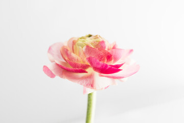 Deep Pink ranunculus with white background