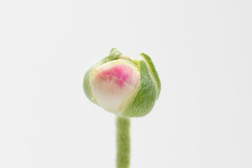 Pink and white ranunculus bud with white background © Cavan