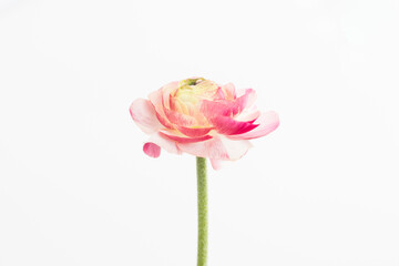 Pink and white ranunculus with white background