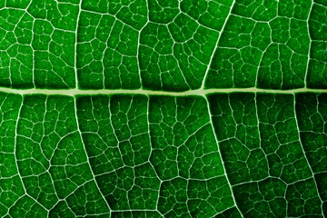 Veiny Green Leaf Texture Macro