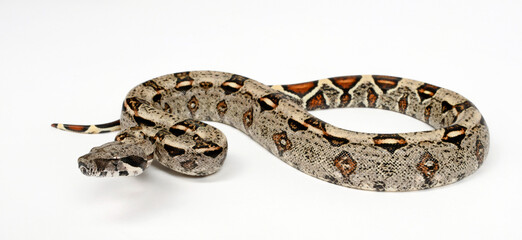 Red-tailed boa // Abgottschlange (Boa constrictor imperator) - Honduras