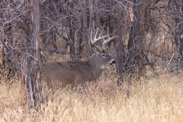 Whitetail Deer Buck During the Rut in Autumn in Colorado