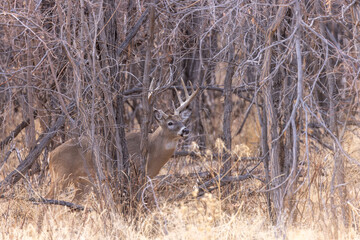 Whitetail Deer Buck During the Rut in Autumn in Colorado