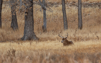 Whitetail Deer Buck During the Rut in Autumn in Colorado