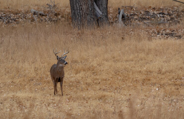 Whitetail Deer Buck During the Rut in Autumn in Colorado