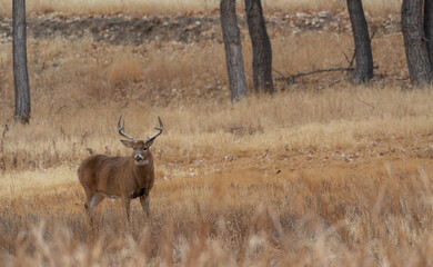 Whitetail Deer Buck During the Rut in Autumn in Colorado