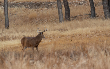 Whitetail Deer Buck During the Rut in Autumn in Colorado