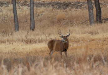 Whitetail Deer Buck During the Rut in Autumn in Colorado