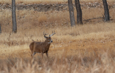 Whitetail Deer Buck During the Rut in Autumn in Colorado