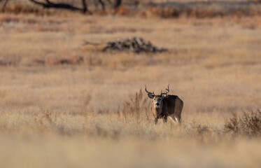 Naklejka premium Whitetail Deer Buck During the Rut in Autumn in Colorado