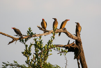Red-billed Oxpeckers in the afternoon sun, Pilanesberg