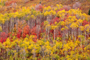 Fall colors at Wasatch Mountain State Park
