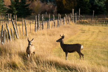 Two Mule Deer standing in a field