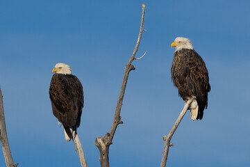 Pair of Bald Eagles perched in tree top