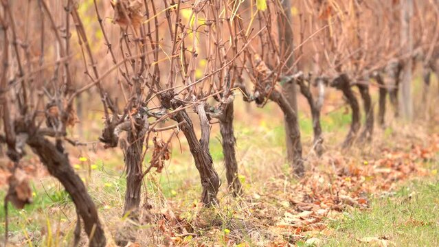 Dormant Grapevines during the Winter in a French Vineyard