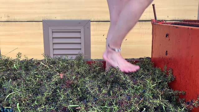 Grape Treading - Grape-stomping For Traditional Wine-making