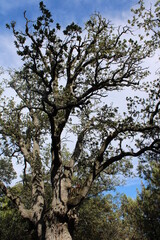 nature, trees