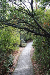 nature, trees