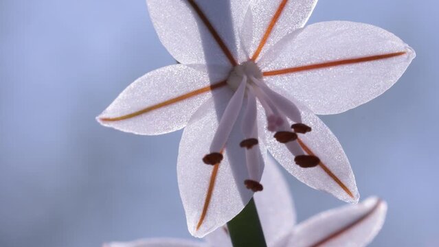 Agave Amica, Vara De San Jose