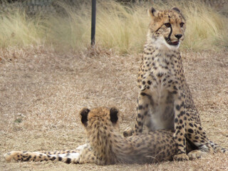 cheetah in the grass