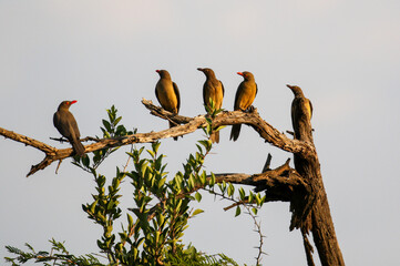 Red-billed Oxpeckers in the afternoon sun, Pilanesberg
