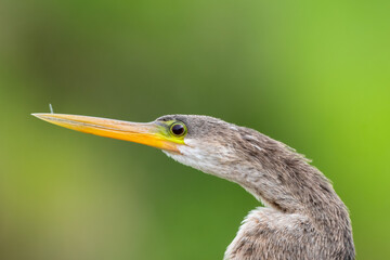 Headshot of an Anhinga, (darter bird), with a closeup of his eye and long beak with a green background.
