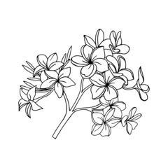 Branch with plumeria flowers. Vector graphics.