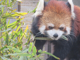 red panda eating bamboo