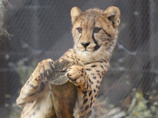 portrait of a cheetah