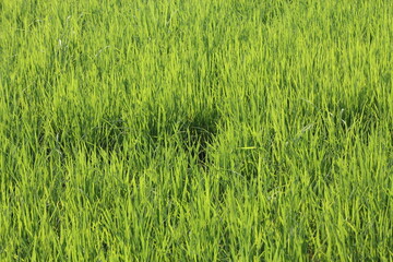 Green rice fields in Thailand