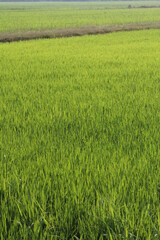 Green rice fields in Thailand