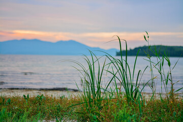 Fototapeta na wymiar grass on the shore