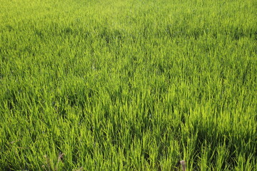 Green rice fields in Thailand
