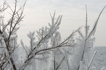 tree landscape with winter ice formations by the edge of the lake