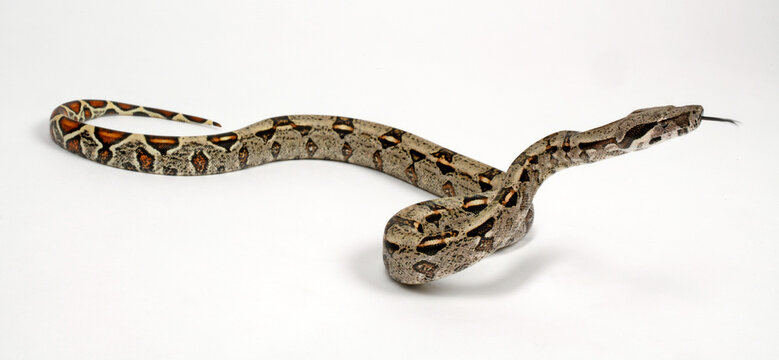 Red-tailed boa // Abgottschlange (Boa constrictor imperator) - Honduras