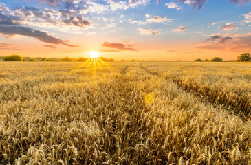 Naklejka premium Amazing view at beautiful summer golden wheaten field with beautiful sunny sky on background, rows leading far away, valley landscape