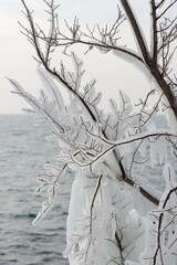 lake, sky, and ice covered branches - winter