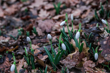Flowers of a snowdrop or common snowdrop (Galanthus nivalis). Snowdrops after melting snow on autumn leaves. Snowdrops bloom in the wild forest in early spring.