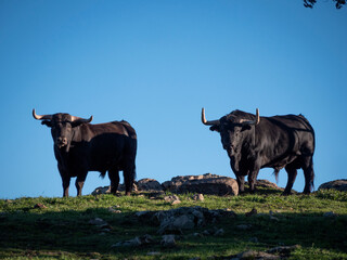 Horizontal view of couple of spanish black bulls looking at camera from a meadow.