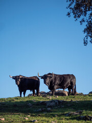 Couple of spanish black bulls looking at camera from a meadow.