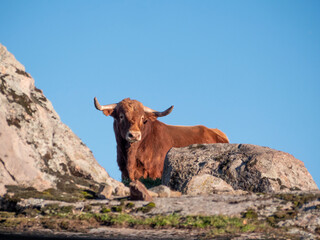 Orange coloured spanish bull looking at camera from behing some granite rocks.