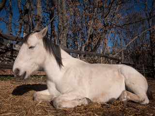 Side view of White andalusian horse, resting in the winter sun, oak trees in the background.