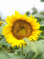 sunflower on a field