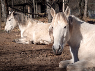 Fototapeta premium White andalusian mare, portuguese horse breed looking at camer, resting in the winter sun.