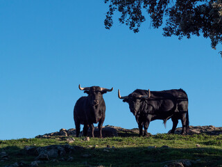 Horizontal view of couple of spanish black bulls looking at camera from a meadow, holm oak at the...
