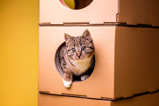 kotek kitty cat bura kicia w misce