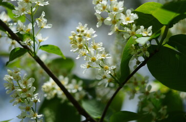 Fototapeta premium Bird Cherry Tree in Blossom. Close-up of a Flowering Prunus Avium Tree with White Little Blossoms.