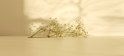 Soft focus blur gypsophila flower twig. Light and shadows minimalism style template copy space...