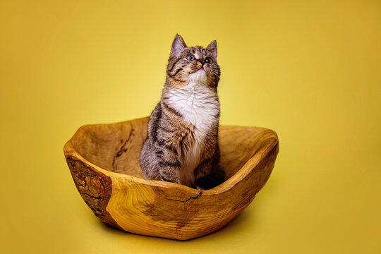kotek kitty cat bura kicia w misce