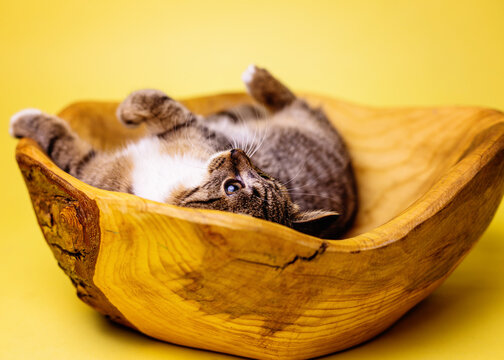 kotek kitty cat bura kicia w misce
